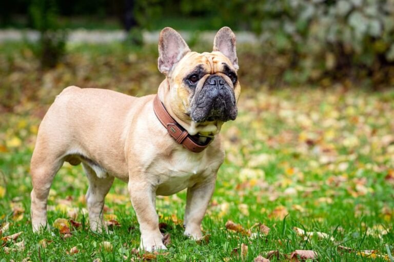 french bulldog dog in an autumn park on the grass among fallen leaves kanyshev andrey shutterstock
