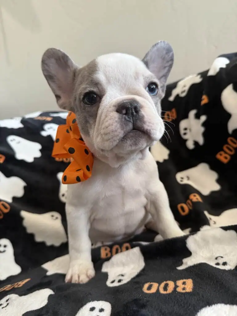 img 6651 768×1024 img 6651 768x1024