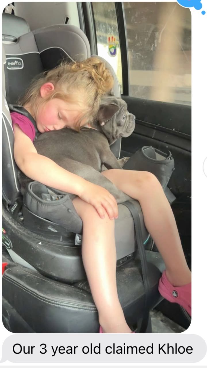 Testimonials amanda frenchies (60)