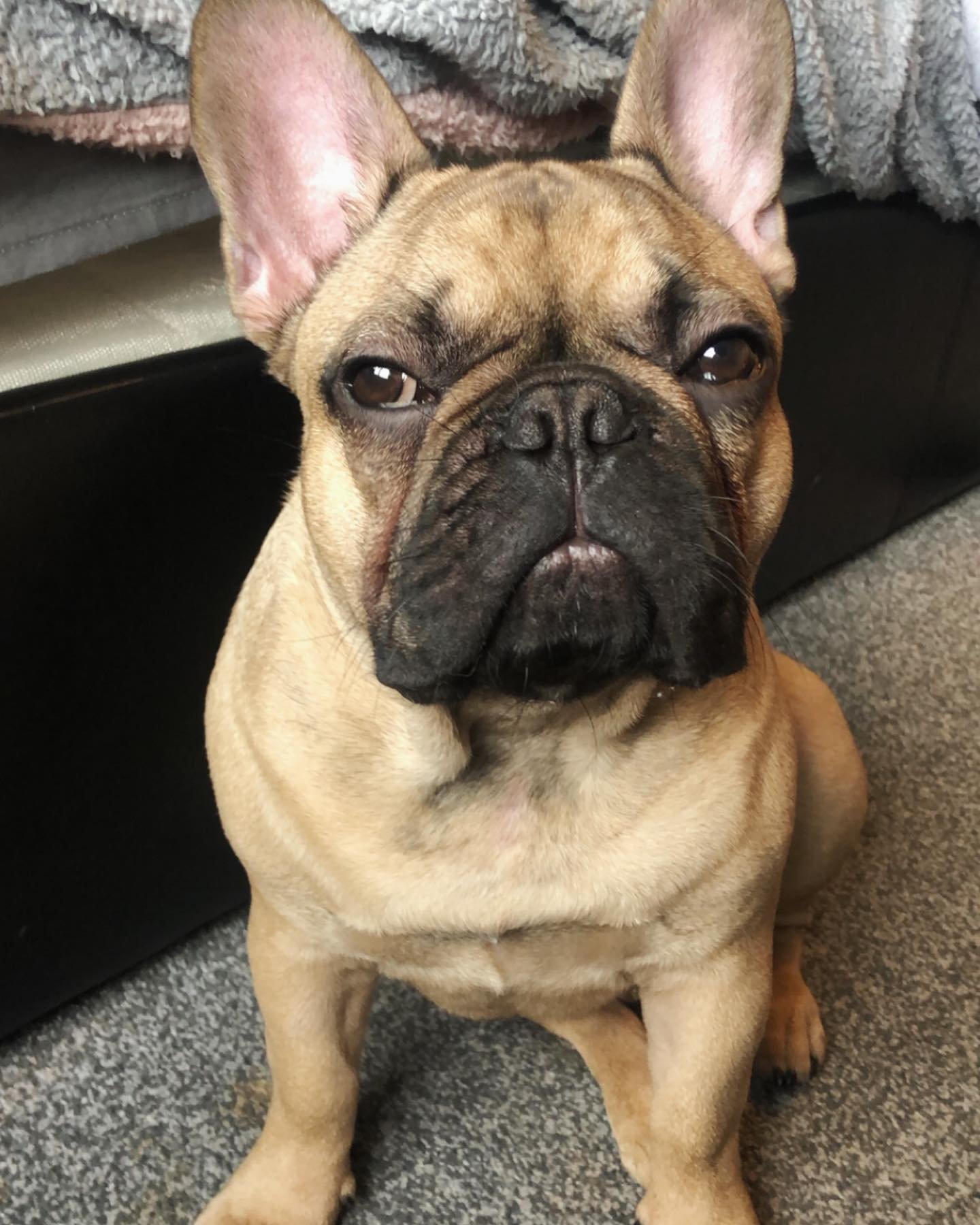 mambo thefrenchbulldog 20241208 0005 mambo thefrenchbulldog 20241208 0005