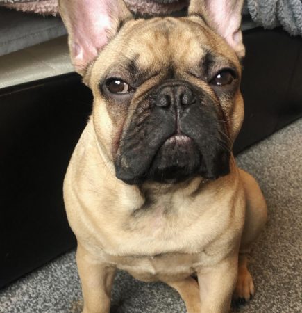 mambo thefrenchbulldog 20241208 0005